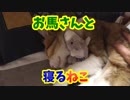 ぬいぐるみを大事そうに抱っこする猫に癒される