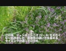 2019年3月27日：【自然農法の畑】菜花たちの開花状況と春野菜の様子