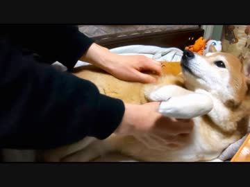 【柴わんこのはる】もふもふむちむち