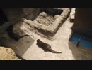 撮影されていることに気づいてファンサービスをしてくれるコツメカワウソ