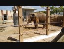 泥浴びするアジアゾウ