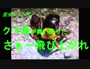 昆虫シリーズ　クマ蜂が舞い降りた　さぁ～飛び上がれ