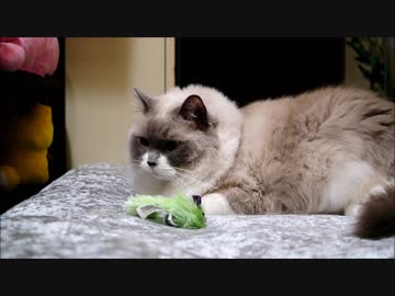 時定ｖｓまたたびスプレー