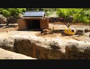交代制で穴を掘るミーアキャット