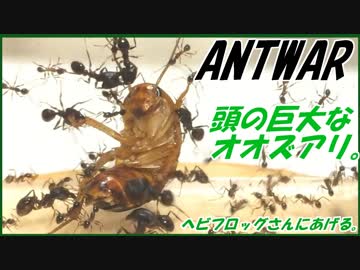 オオズアリ初導入。ヘビフロッグさんにプレゼント【コラボ】