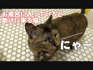 怖いお風呂に入っている主人を助けに来る猫