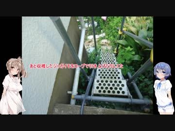 つづみとささらの家庭菜園