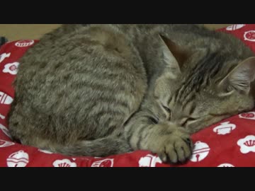 タタルさん無事退院しました。