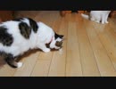 ぬこのセロテープ遊び
