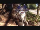 実録！コアラの生態【でびでび・でびる】