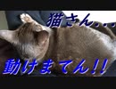 【アビシニアン♀猫】 俺の膝が定位置みたいです。【Ruby17才】