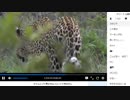 《がおーっ》アフリカ・サバンナ野生動物ツアー 生中継【12月15日 朝】
