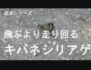 昆虫シリーズ　サソリに似てサソリにあらず　キバネシリアゲ