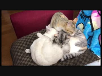 家猫5匹の動画大放出