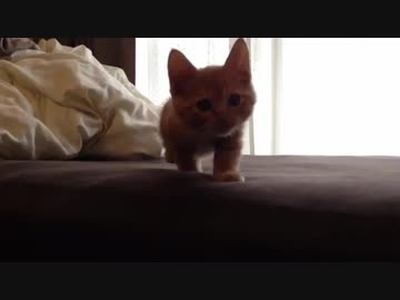 そろーり そろり　近づいてくるぬこฅ(○•ω•○)ฅ