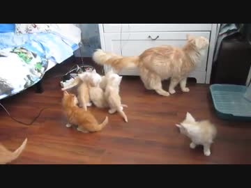 衝撃でみんなビックリｗｗｗそして誰もいなくなった