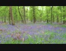 Kinclaven Bluebell Woods