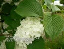 誕生日に贈る言葉～5月26日生まれのおおらかなあなたに－聴きものがたり