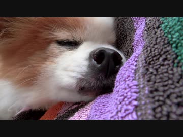 うちのワンコ（パピヨン）の鼻のアップ