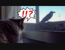 【モアクリ】 ウキャキャなネコ達と余裕のカラス