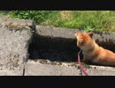 犬「暑くてたまらないときは用水路に入るに限る」