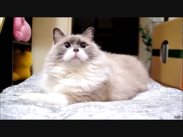 ぼくをたのしませるのにゃ