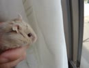 ハムハム21