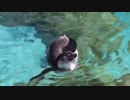 東武動物公園 フンボルトペンギン うらら がぷかぷかする動画