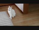 ぬこにブランコの安全確認をしてもらった