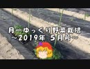 月一ゆっくり野菜栽培 2019年5月