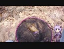 キッチンからイカを見てみよう【水中動画は(無いです)】