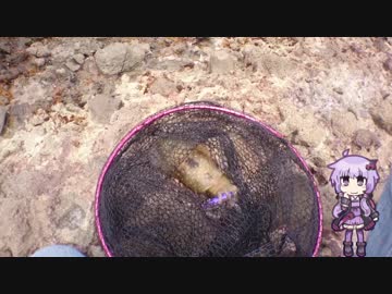 キッチンからイカを見てみよう【水中動画は(無いです)】