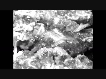 【ニコラップ】感銘をうけました【メンテ】