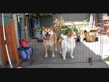 うちの、暑いと遊ばない柴犬くん