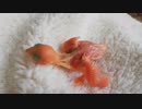 【文鳥の雛・ハル】巣上げ初日【生後14日】