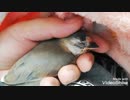 【文鳥の雛】( ˘ω˘ ) ｽﾔｧ…