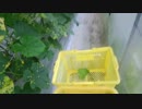 きゅうり栽培実況vol.86   H31春-11 雨降ってまた黒くなる。