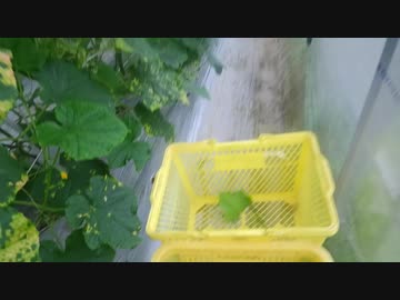 きゅうり栽培実況vol.86   H31春-11 雨降ってまた黒くなる。