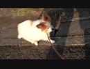 坂道を歩くワンコ（パピヨン）