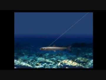 まゆだぬき 釣り20151120