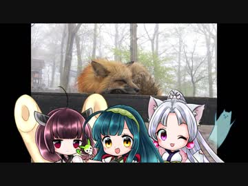 【キツネ】平成最後の日に蔵王キツネ村に行ってきた【白石】