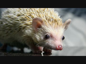 ハリ活.vol 34 ~可愛い子が家に来たよ！~