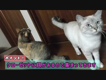 猫多頭飼いの餌やりの様子