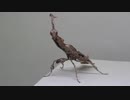 【閲覧注意!!】再編集　ゴーストマンティス(成虫）にゴキブリを食べさせてみた。 (Phyllocrania paradoxa)