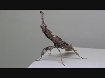 【閲覧注意!!】再編集　ゴーストマンティス(成虫）にゴキブリを食べさせてみた。 (Phyllocrania paradoxa)