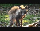 上宮天満宮のねこと謎の生物