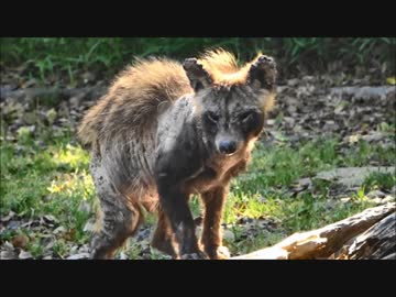 上宮天満宮のねこと謎の生物