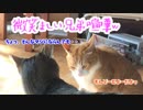 微笑ましい兄弟げんか。暴君タジタジ、イナリ君が優勢！？