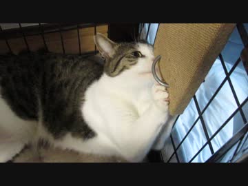 麻が好き過ぎる猫