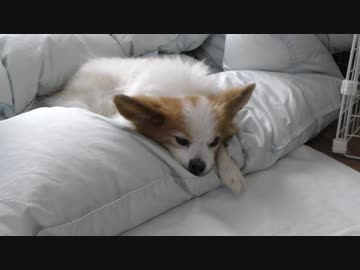 羽毛布団の上でまったりするワンコ（パピヨン,2017年9月撮影）